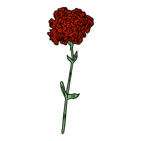 Carnation clipart