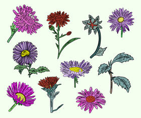 Aster flower vector