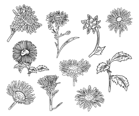 Aster flower vp.ai clipart
