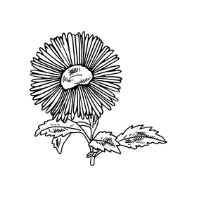 Aster flower black and white clipart