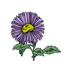 Aster flower clipart