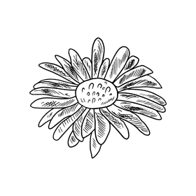 Aster flower black and white clipart