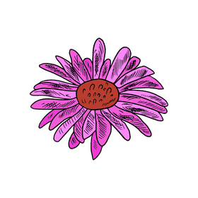Aster flower clipart