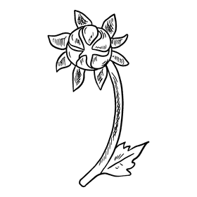 Aster flower black and white clipart