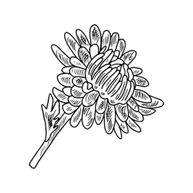 Aster flower black and white clipart