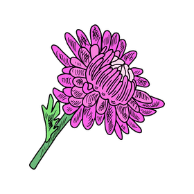 Aster flower clipart