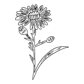 Aster flower black and white clipart