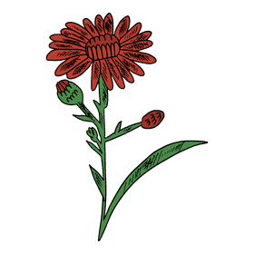 Aster flower clipart