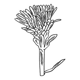 Aster flower black and white clipart
