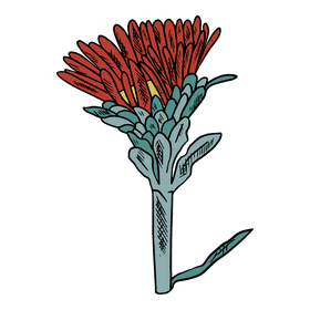 Aster flower clipart