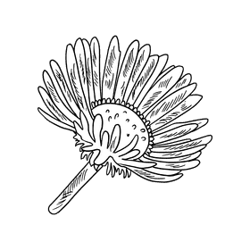 Aster flower black and white clipart