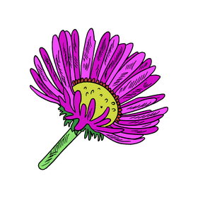 Aster flower clipart