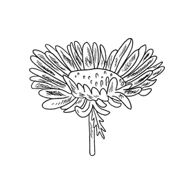 Aster flower black and white clipart