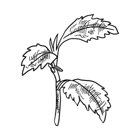 Aster flower black and white clipart