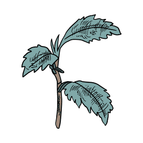 Aster flower clipart
