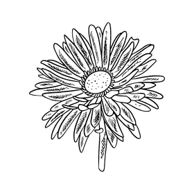 Aster flower black and white clipart
