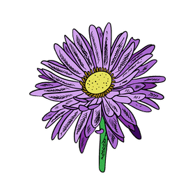 Aster flower clipart
