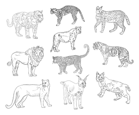 Wild cat black and white vector