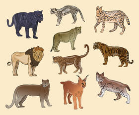 Wild cat vector