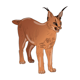Wild cat Caracal clipart