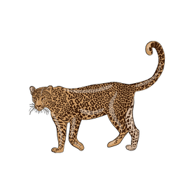 Wild cat Leopard clipart