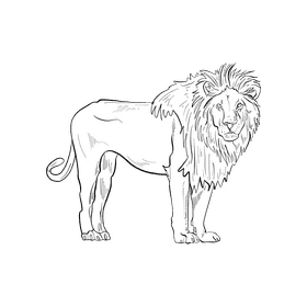 Wild cat Lion black and white clipart