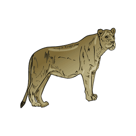 Wild cat Lioness clipart