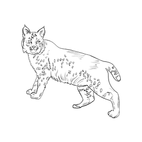 Wild cat Lynx black and white clipart