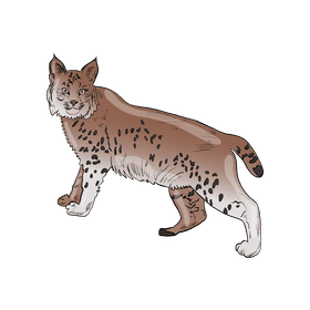 Wild cat Lynx clipart
