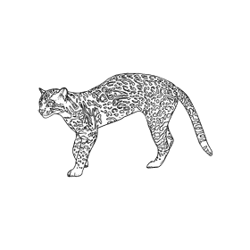 Wild cat Ocelot black and white clipart