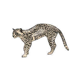 Wild cat Ocelot clipart