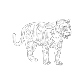 Wild cat Panther black and white clipart
