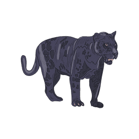 Wild cat Panther clipart