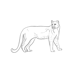 Wild cat Puma black and white clipart