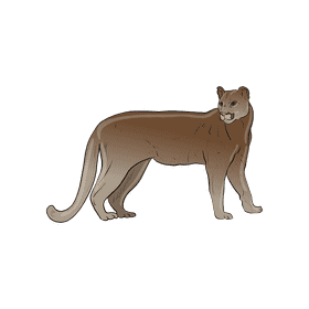 Wild cat Puma clipart