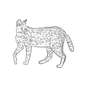 Wild cat Serval black and white clipart