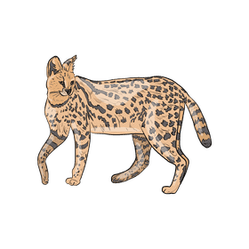 Wild cat Serval clipart