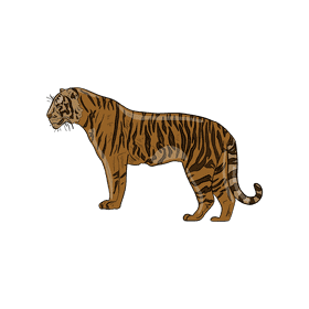 Wild cat Tiger clipart