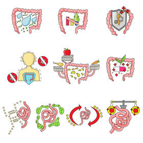 Intestine set vector