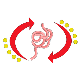 Intestine decomposition clipart