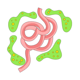 Intestine fat digestion clipart
