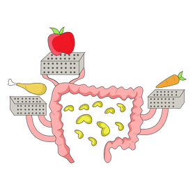 Intestine food absoption clipart