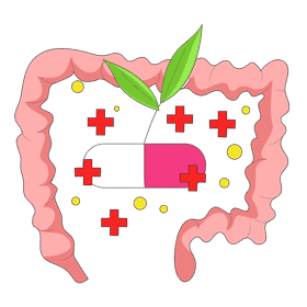 Intestine vitamin absorption clipart