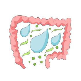 Intestine water absorpion clipart