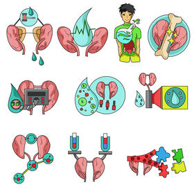 Kidney set vector