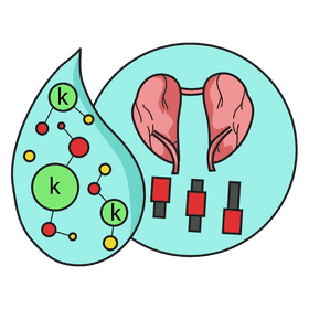 Kidney control calium in blood clipart