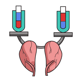 Kidney adjust level acid and base clipart