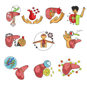 Liver set vector