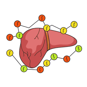 Liver avoid blood clots clipart