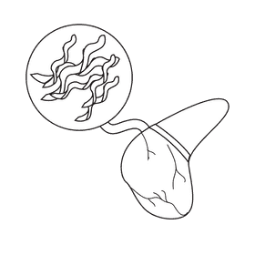 Liver glycogen saver black and white clipart